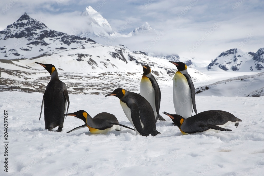 Fototapeta premium King Penguins on South Georgia Island