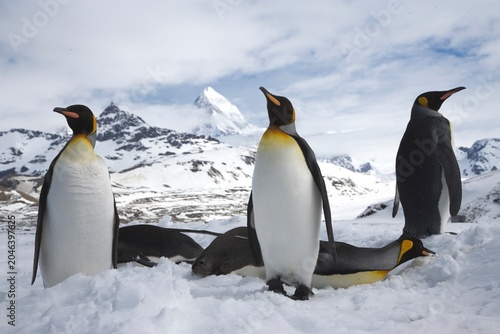 Photos King Penguins on South Georgia Island