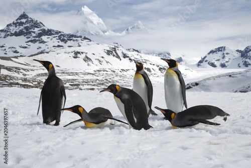 Cuadro en lienzo King Penguins on South Georgia Island
