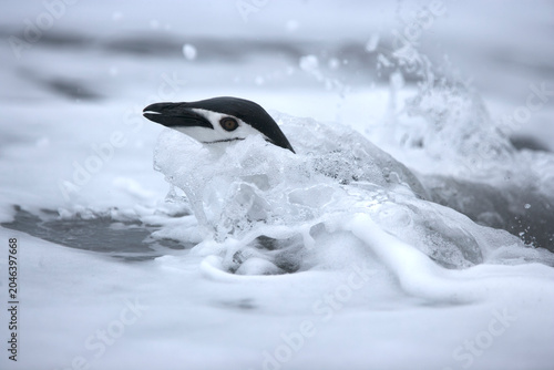 Tableau sur toile Chinstrap Penguin coming to shore on South Georgia Island