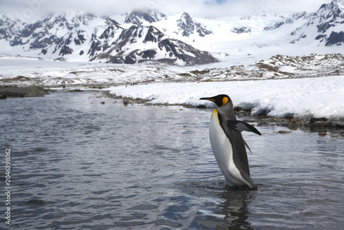 Slika na platnu King Penguins crossing a snowmelt stream on South Georgia Island