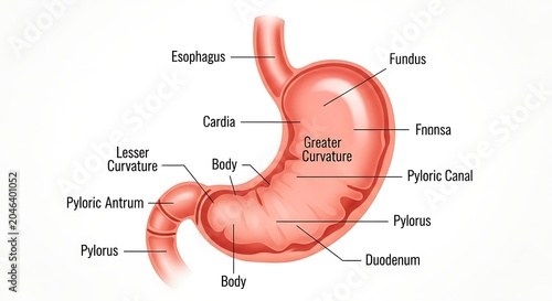 Human stomach anatomy with labeled internal structures.