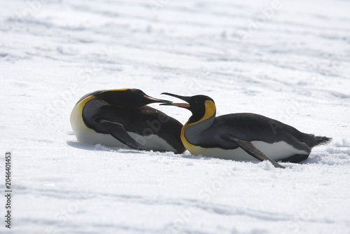 Картината върху платно King Penguins on South Georgia Island