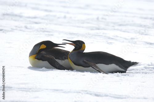 Foto King Penguins on South Georgia Island