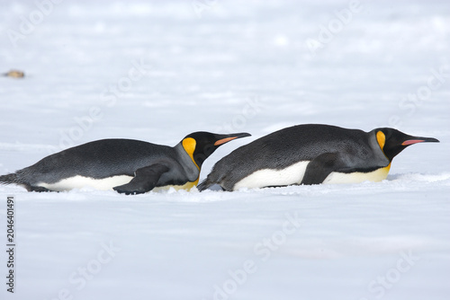 Φωτογραφία King Penguins on South Georgia Island