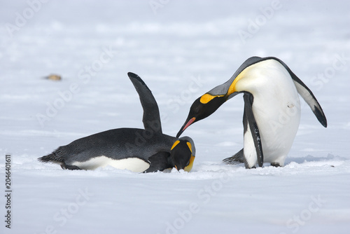 Фотография King Penguins on South Georgia Island