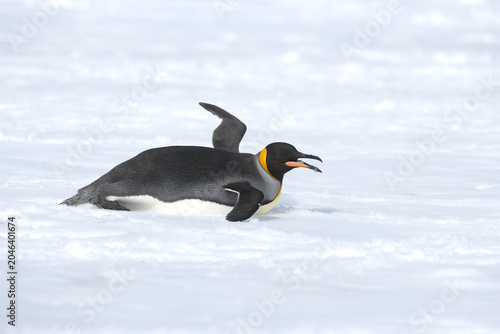 Фотография King Penguin on South Georgia Island