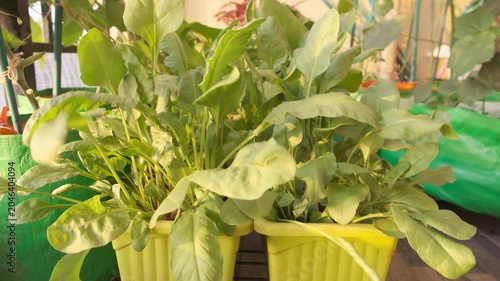 A close up shot of fresh organic spinach, growing in planters in a balcony garden