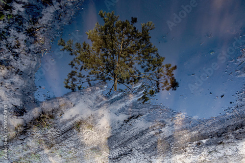 Tree reflected in puddle