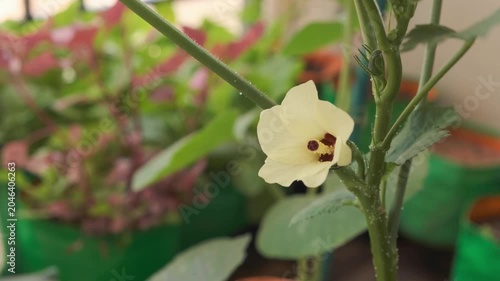 Okra flower elongates into an okra pod, organic vegetable gardening in balcony/ patio. Hand held video. 