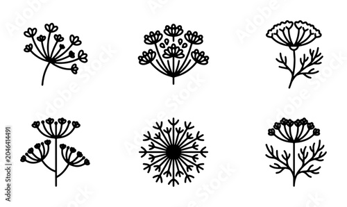 Photos Dill Flower Icons, Umbel Herb Vector Graphics, Botanical Line Art Collection, Si