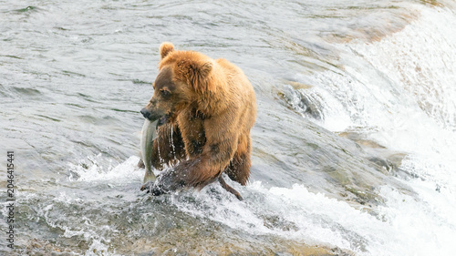 Tableau sur toile Kodiak brown bear [ursus arctos] with salmon fish in mouth at Brooks Falls in Ka