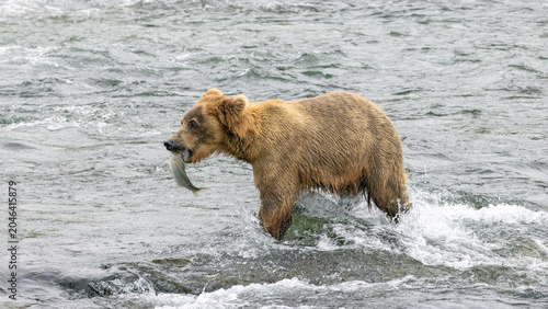 Cuadro en lienzo Alaskan Kodiak brown bear [ursus arctos] female sow mother with fish in mouth at
