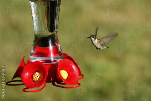 hummingbird approaching a feeder