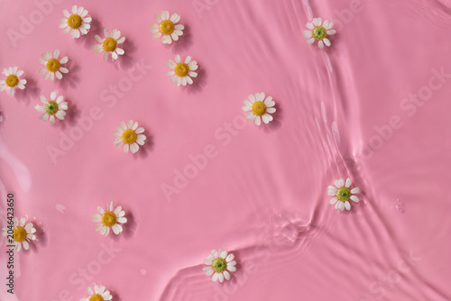 Chamomile flowers swim in pink water texture background	