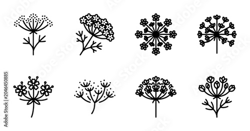 Foto Dill Flower Vector Icons, Umbel Herb Botanical Illustrations, Delicate Herbaceou