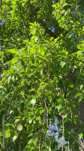 Sunlit tree branches with dense green leaves sway in the wind against a clear blue sky, capturing the tranquil and vibrant essence of summer nature.