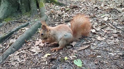 Wild Red Squirrel Eating Nut and Approaching Camera Close Up