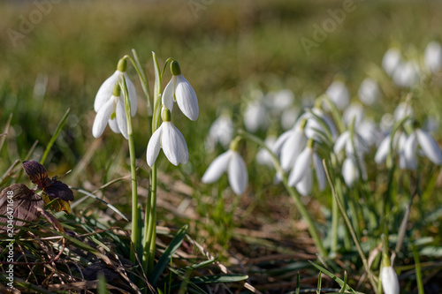 Group of blooming snowdrops with selective focus on foreground flowers