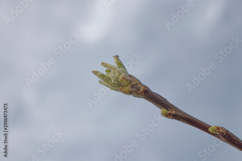 Close-up of a tree branch tip with budding leaves in spring