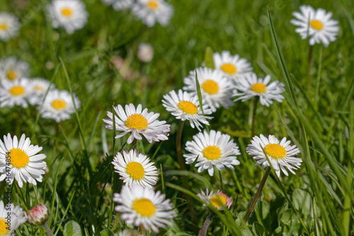 Close-up of white chamomile flowers blooming in a meadow