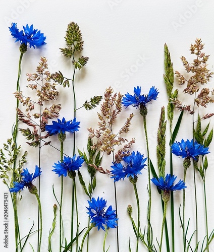 Cornflowers. Wildflowers. Cornflowers and grasses.
Blue cornflowers with wild grasses.