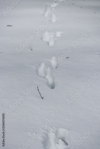 Animal tracks in the snow in winter forest