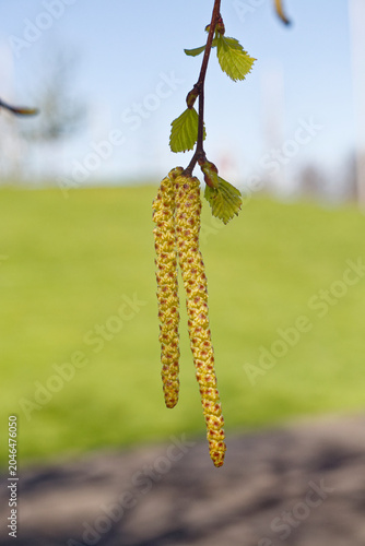 Close-up of birch catkins on a branch in spring