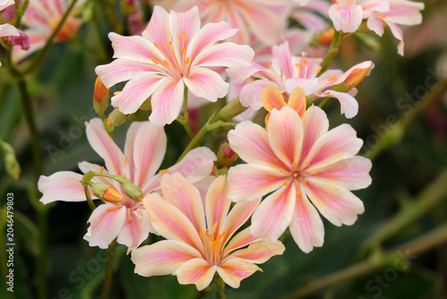 Cream and pink Lewisia cotyledon hybrid, also known as alpine lewisia or cliff maids in flower.