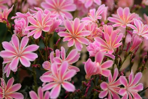 Pink Lewisia cotyledon hybrid, sunset group, also known as alpine lewisia or cliff maids in flower.