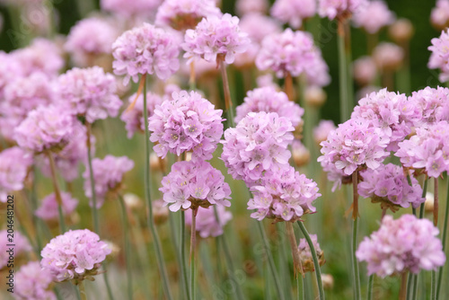 Photos Pale pink Armeria pseudarmeria, great thrift ‘sweet dreams’ in flower