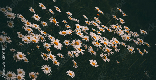 Close-up of wild daisies in natural setting