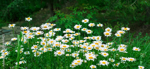 White daisies with yellow centers in meadow