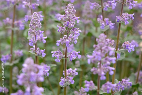 Obraz na płótnie Lilac purple Nepeta grandiflora, catmint ‘Summer Magic’ in flower