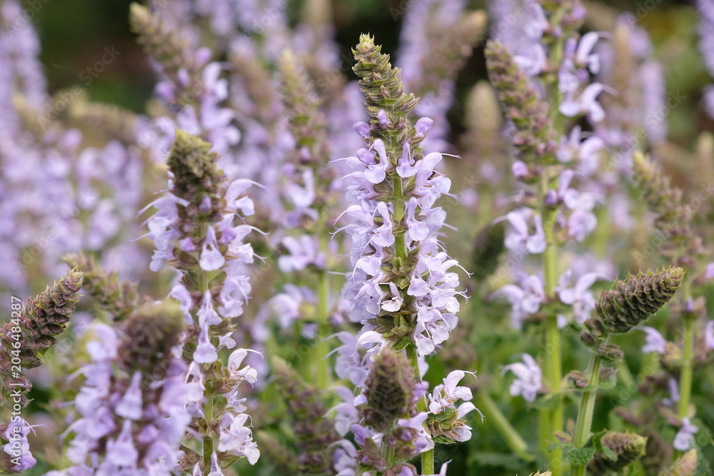 Obraz premium Salvia x sylvestris ‘crystal blue’ wood sage in flower.
