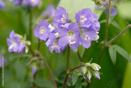 Фотография Purple Polemonium caeruleum, ‘jacob’s ladder’ in flower.