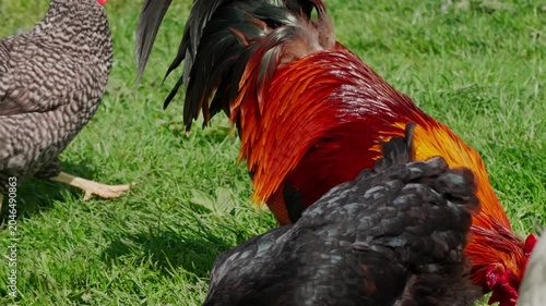 A beautiful rooster and hens walk on the green grass and eat feed. A rural homestead on a spring day. Close-up shot