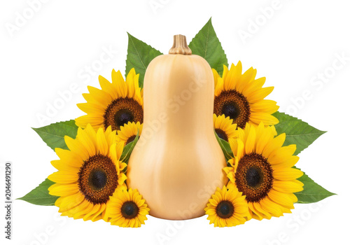Butternut squash surrounded by sunflowers isolated on white isolated on transparent background
