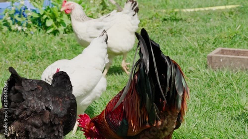 A beautiful rooster and hens walk on the green grass and eat feed. A rural homestead on a spring day. Close-up shot