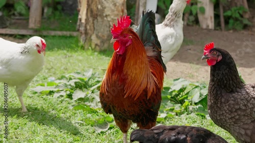 A beautiful rooster and hens walk on the green grass and eat feed. A rural homestead on a spring day. Close-up shot