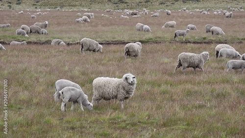 Close-up clip showing a large flock of sheep moving in Patagonia, Argentina.