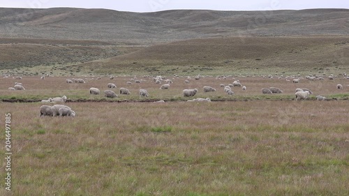 Slow-motion clip showing a huge flock of sheep on a Patagonian steppe in Argentina.