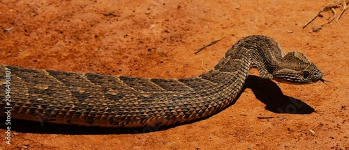 Foto The beautiful and deadly puff adder (Bitis arietans) in North West Province, Sou