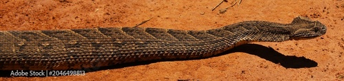 Slika na platnu The beautiful and deadly puff adder (Bitis arietans) in North West Province, Sou