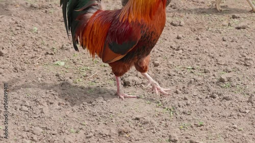 A black-and-red rooster with beautiful plumage and a red comb walks on green grass, followed by white, red, and Gray hens. Rural setting