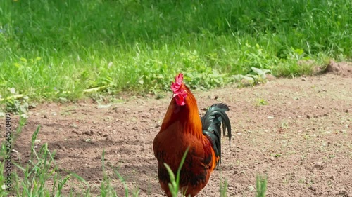 A brightly coloured Cochin rooster watches the surroundings attentively. Sunlight illuminates its multicolours feathers. Close-up portrait