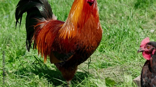 A brightly coloured Cochin rooster watches the surroundings attentively. Sunlight illuminates its multicolours feathers. Close-up portrait
