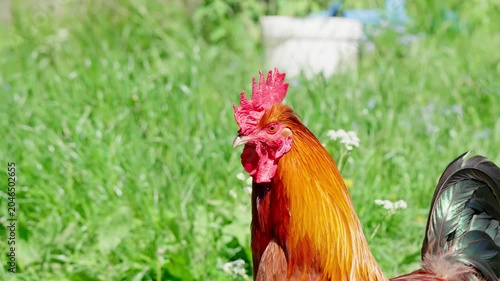 A brightly coloured Cochin rooster watches the surroundings attentively. Sunlight illuminates its multicolours feathers. Close-up portrait