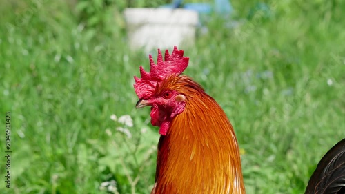 A brightly coloured Cochin rooster watches the surroundings attentively. Sunlight illuminates its multicolours feathers. Close-up portrait