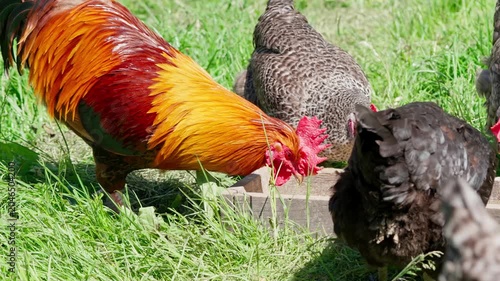 A beautiful rooster and hens walk on the green grass and eat feed. A rural homestead on a spring day. Close-up shot